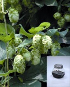 Hops Extract